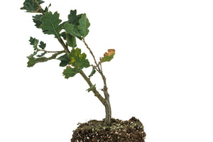 Blue Oak | Large Tree Seedling | The Jonsteen Company