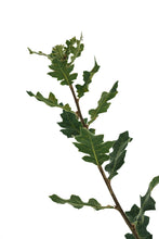 Load image into Gallery viewer, Blue Oak | Large Tree Seedling | The Jonsteen Company