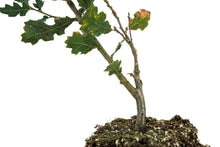 Load image into Gallery viewer, Blue Oak | Large Tree Seedling | The Jonsteen Company