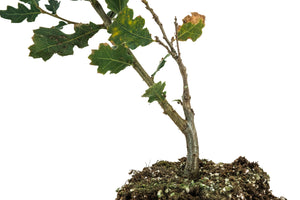 Blue Oak | Large Tree Seedling | The Jonsteen Company