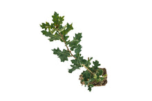 Load image into Gallery viewer, Blue Oak | Large Tree Seedling | The Jonsteen Company