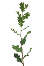 Load image into Gallery viewer, Blue Oak | Large Tree Seedling | The Jonsteen Company