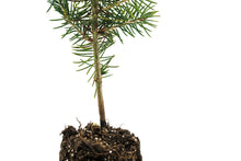 Load image into Gallery viewer, Colorado Blue Spruce | Medium Tree Seedling | The Jonsteen Company