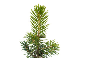 Colorado Blue Spruce | Medium Tree Seedling | The Jonsteen Company