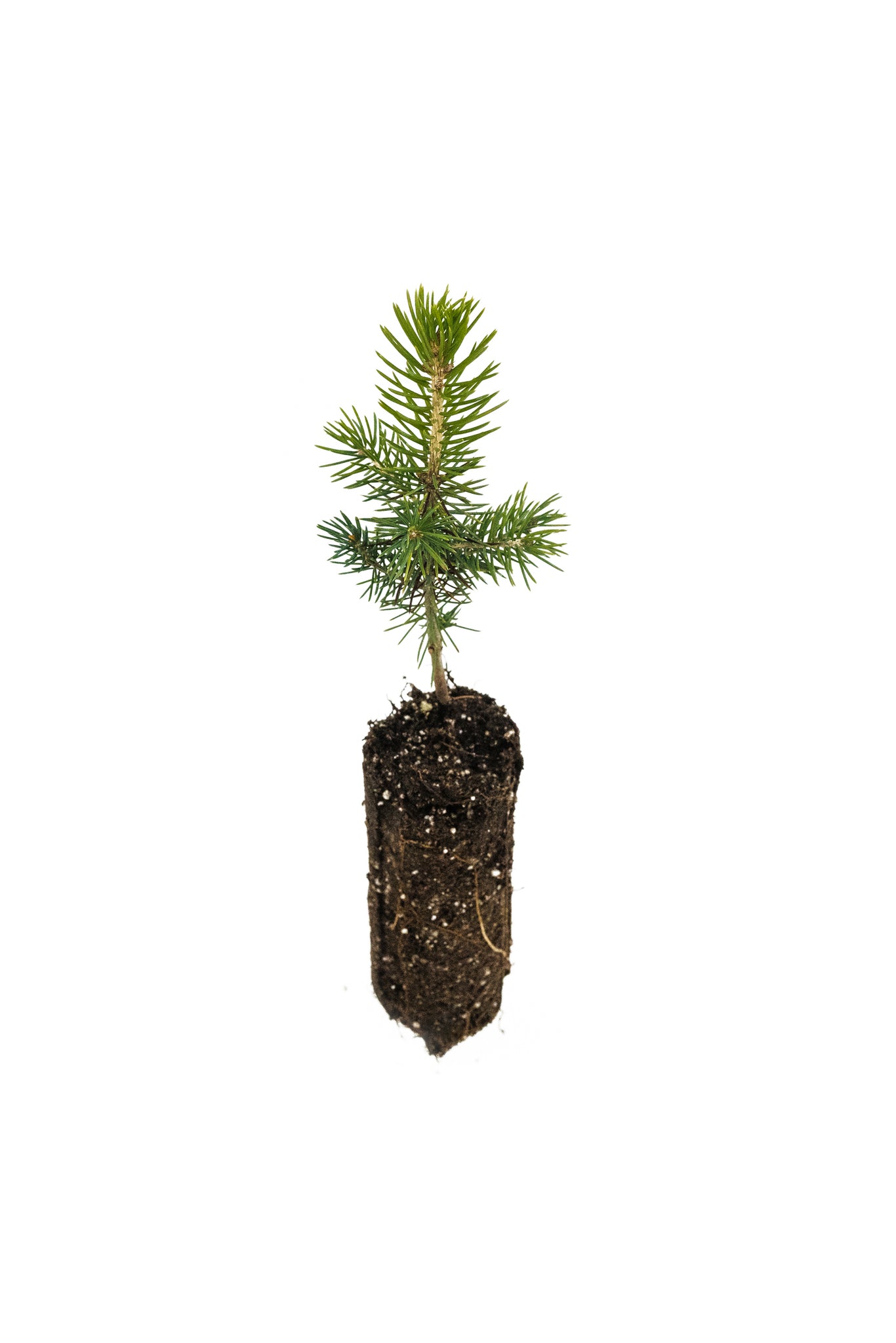 planting blue spruce seeds Blue Spruce