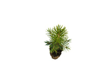 Load image into Gallery viewer, Colorado Blue Spruce | Medium Tree Seedling | The Jonsteen Company