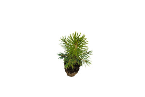 Colorado Blue Spruce | Medium Tree Seedling | The Jonsteen Company