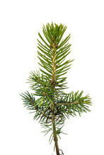 Load image into Gallery viewer, Colorado Blue Spruce | Medium Tree Seedling | The Jonsteen Company