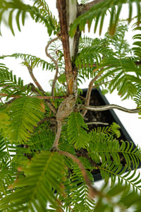 Bonsai Special | Dawn Redwood (B4)