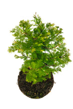 Load image into Gallery viewer, Bonsai Special | Dawn Redwood (F6)