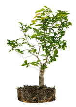 Load image into Gallery viewer, Bonsai Special | OKC Survivor Tree | American Elm (F2)