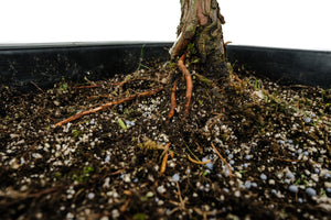 Bonsai Special | Dawn Redwood (B4)