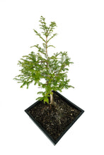 Load image into Gallery viewer, Bonsai Special | Dawn Redwood (B4)