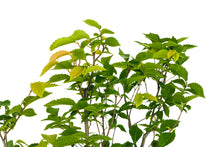 Load image into Gallery viewer, Bonsai Special | OKC Survivor Tree | American Elm (F2)