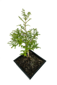 Bonsai Special | Dawn Redwood (B4)