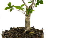 Load image into Gallery viewer, Bonsai Special | OKC Survivor Tree | American Elm (F2)