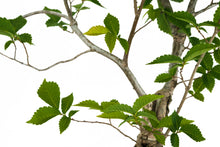 Load image into Gallery viewer, Bonsai Special | OKC Survivor Tree | American Elm (F2)