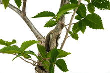 Load image into Gallery viewer, Bonsai Special | OKC Survivor Tree | American Elm (F2)
