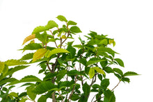 Load image into Gallery viewer, Bonsai Special | OKC Survivor Tree | American Elm (F2)