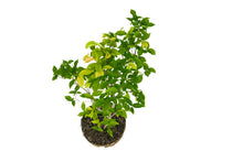 Load image into Gallery viewer, Bonsai Special | OKC Survivor Tree | American Elm (F2)