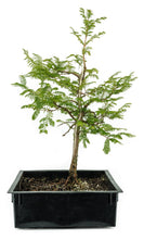 Load image into Gallery viewer, Bonsai Special | Dawn Redwood (B4)