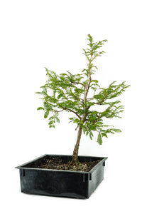 Bonsai Special | Dawn Redwood (B4)