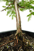 Load image into Gallery viewer, Bonsai Special | Dawn Redwood (B4)