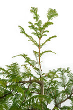 Load image into Gallery viewer, Bonsai Special | Dawn Redwood (B4)