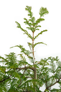 Bonsai Special | Dawn Redwood (B4)