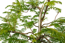 Load image into Gallery viewer, Bonsai Special | Dawn Redwood (B4)