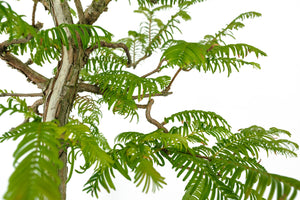 Bonsai Special | Dawn Redwood (B4)