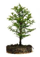 Load image into Gallery viewer, Bonsai Special | Dawn Redwood (F6)