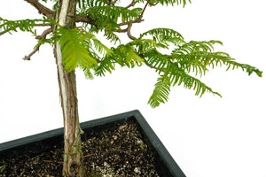 Bonsai Special | Dawn Redwood (B4)