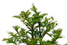 Load image into Gallery viewer, Bonsai Special | Dawn Redwood (F6)