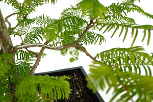 Bonsai Special | Dawn Redwood (B4)