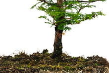 Load image into Gallery viewer, Bonsai Special | Dawn Redwood (F6)