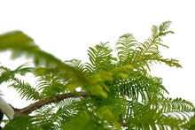 Load image into Gallery viewer, Bonsai Special | Dawn Redwood (B4)