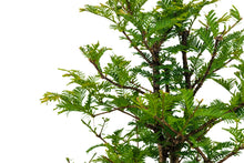 Load image into Gallery viewer, Bonsai Special | Dawn Redwood (F6)