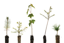 Load image into Gallery viewer, Bonsai Tree Bundle | Collection of 5 Tree Seedlings | The Jonsteen Company