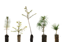 Load image into Gallery viewer, Bonsai Tree Bundle | Collection of 5 Tree Seedlings | The Jonsteen Company