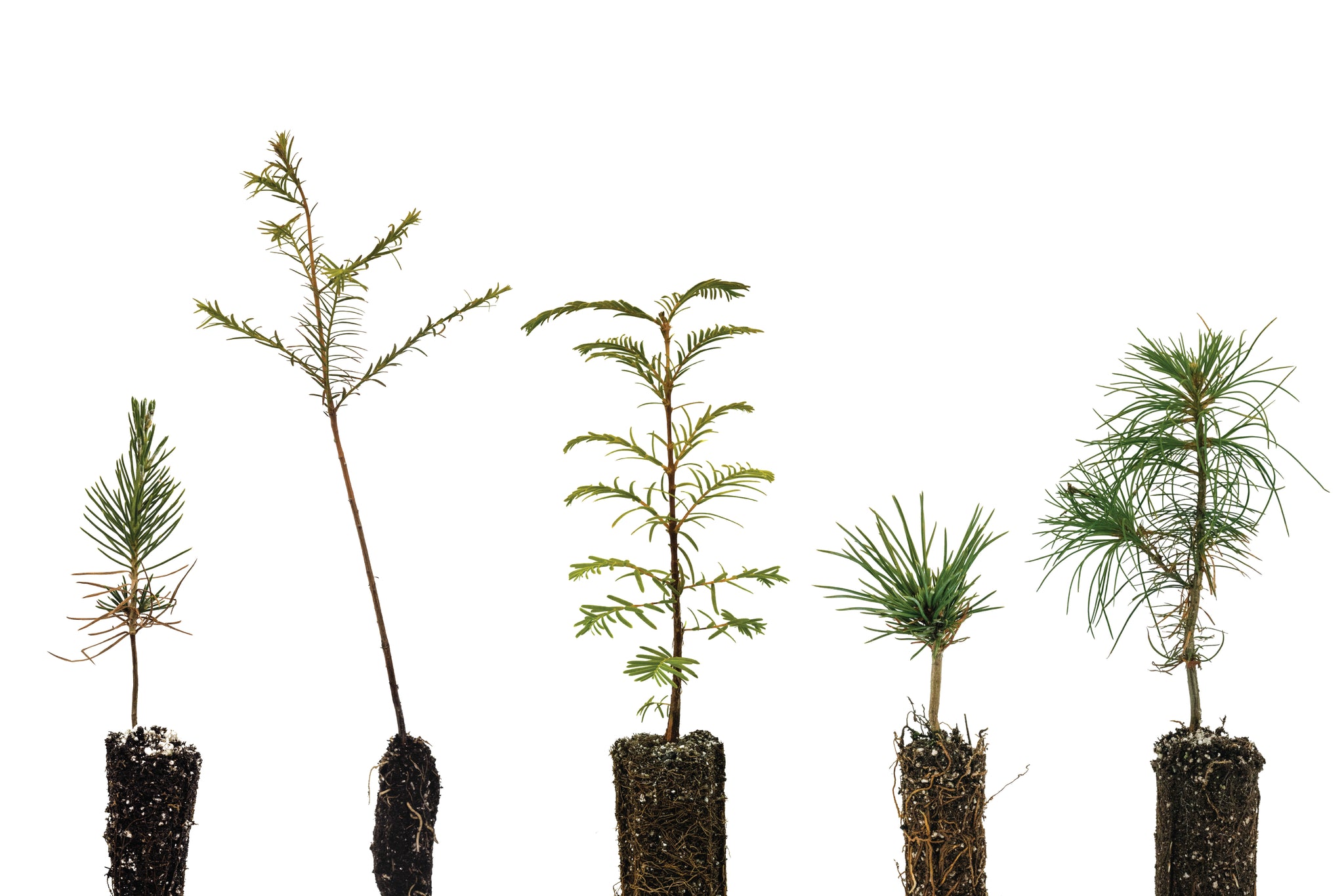 bonsai tree seedlings Bonsai Tree Bundle