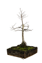 Load image into Gallery viewer, Bonsai Special | Dawn Redwood (A1) | The Jonsteen Company