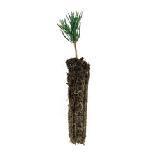 Load image into Gallery viewer, Bosnian Pine | Small Tree Seedling