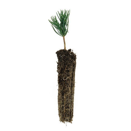 Bosnian Pine | Small Tree Seedling