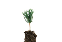 Load image into Gallery viewer, Bosnian Pine | Small Tree Seedling