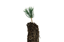 Load image into Gallery viewer, Bosnian Pine | Small Tree Seedling