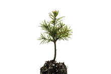 Load image into Gallery viewer, Brewer Spruce | Medium Tree Seedling | The Jonsteen Company