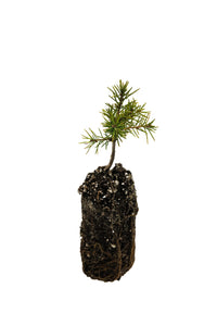 Brewer Spruce | Medium Tree Seedling | The Jonsteen Company