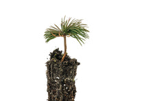 Load image into Gallery viewer, Bristlecone Pine | Pinus aristata | Small Tree Seedling | The Jonsteen Company
