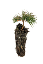 Load image into Gallery viewer, Bristlecone Pine | Pinus aristata | Small Tree Seedling | The Jonsteen Company